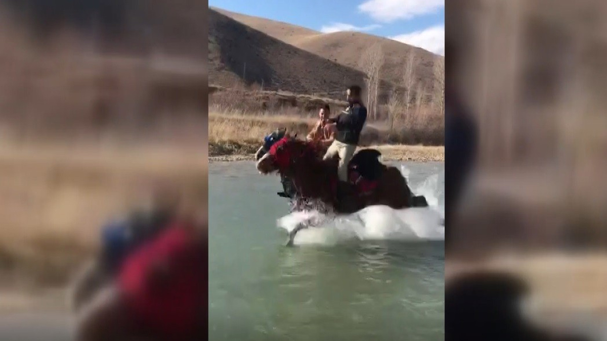 Ayağına su yılanı değen at, sahibini nehre attı: Talihsiz mi diyelim, güzel bir anı mı diyelim...