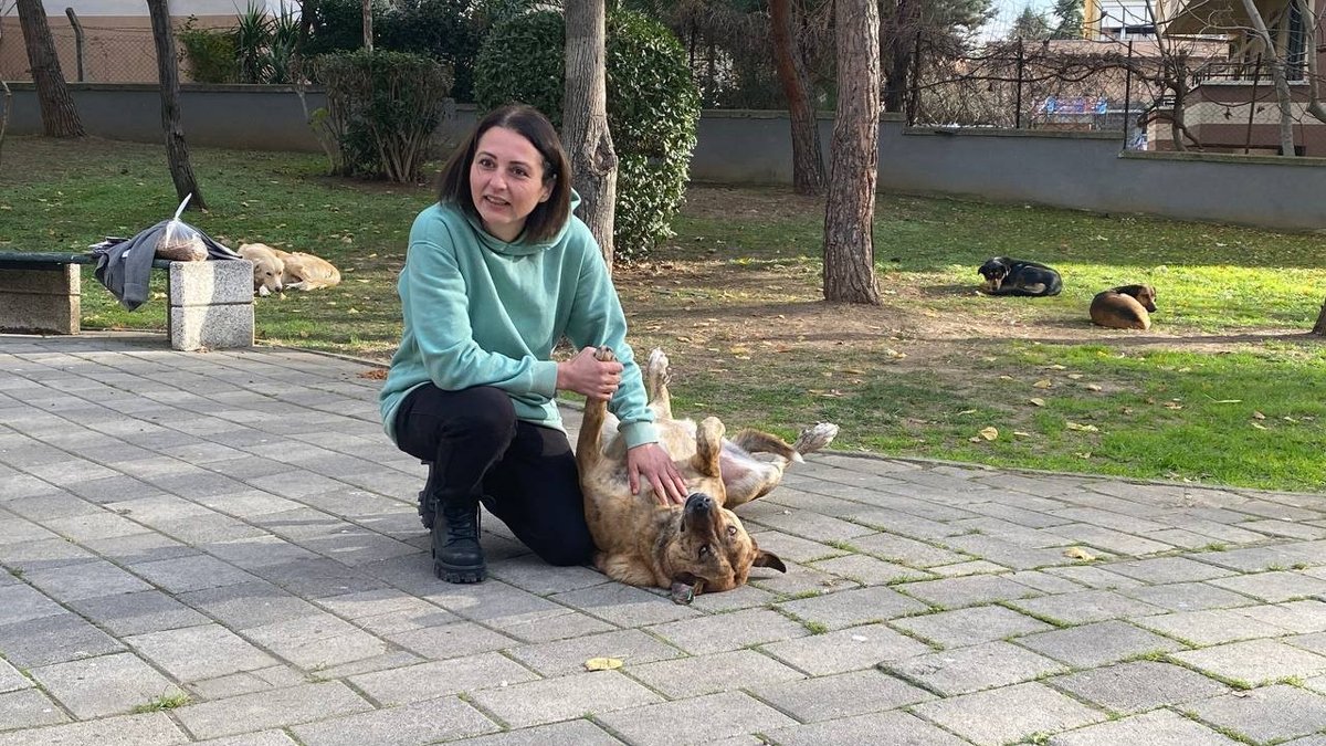Silahlı saldırganın karşısında sokak köpeklerine siper oldu