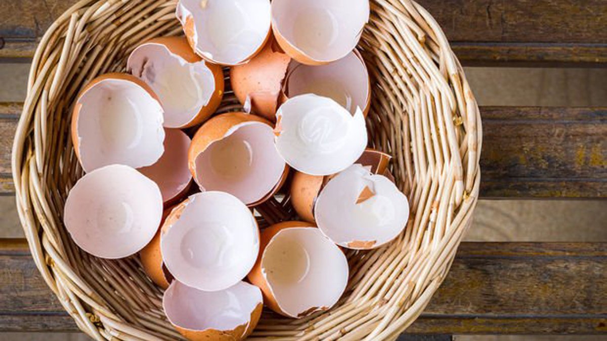 Yumurtanın kabuğunun faydalarını duyunca çöpe atmayacaksınız! Yumurta kabuğuyla yapabileceklerinizi öğrenince şok olacaksınız...