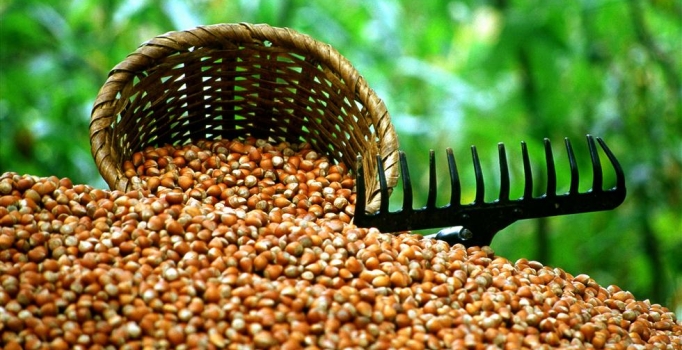 Fındıkta iddialı hedef