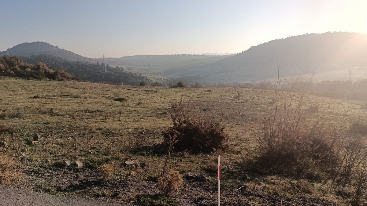 Sanayi bölgesi için vicdanlar sızlamasın: 1 milyon zeytin ağacı tehlikede