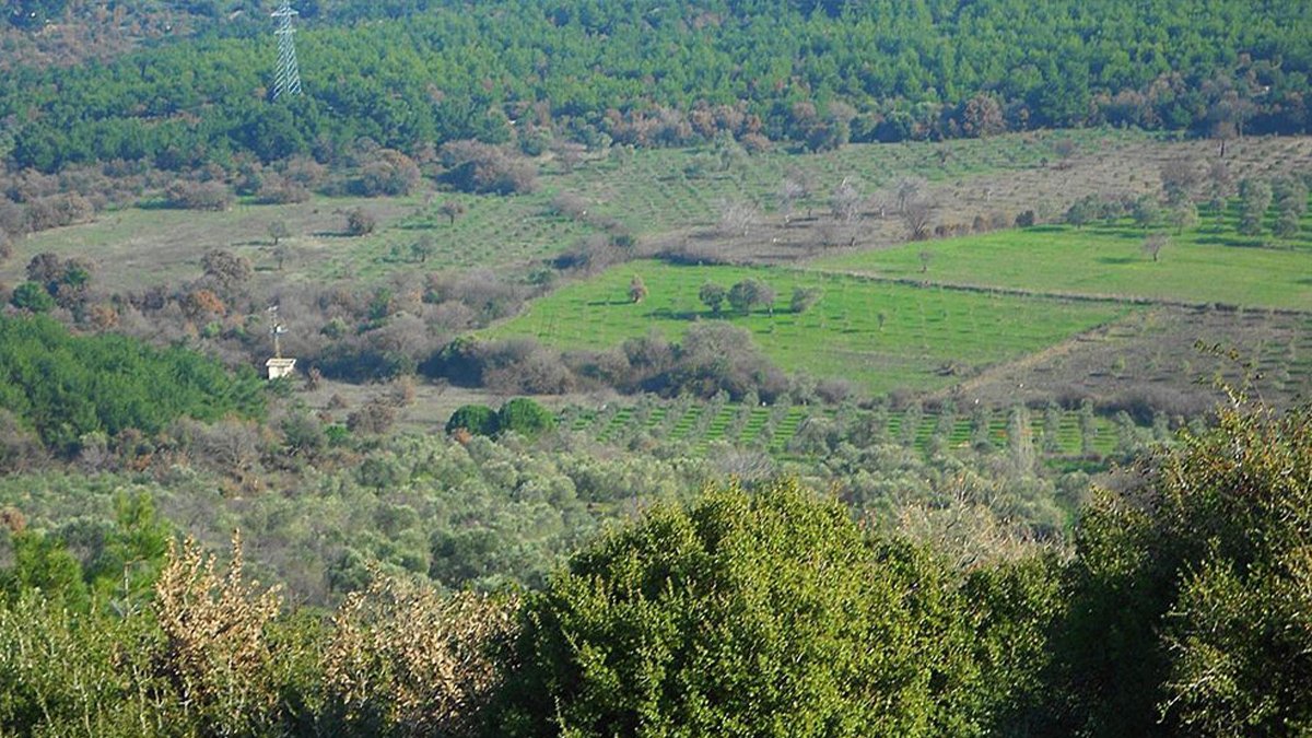 Bergama'da 'sanayi bölgesi' tartışması sürüyor: 'Bir tek ağacımızı ranta feda etmeyiz'