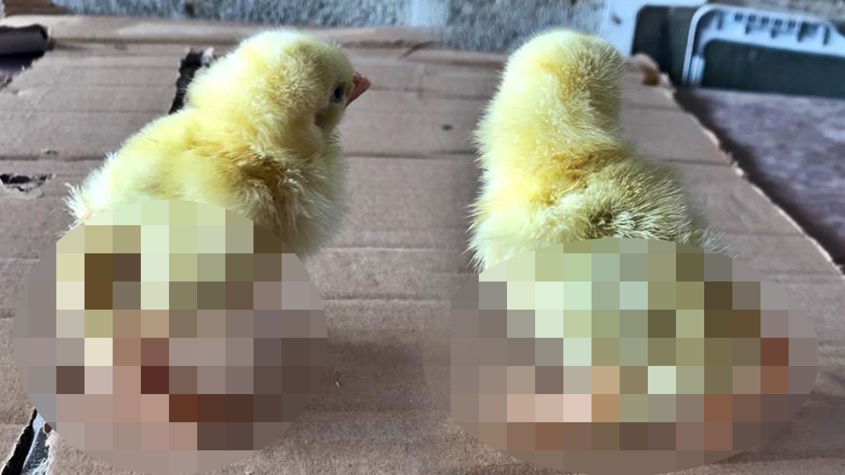 Korkutan görüntü: Civcivlerin ayaklarını görenler şoke oldu! Sahibi belediye ekiplerine haber verdi