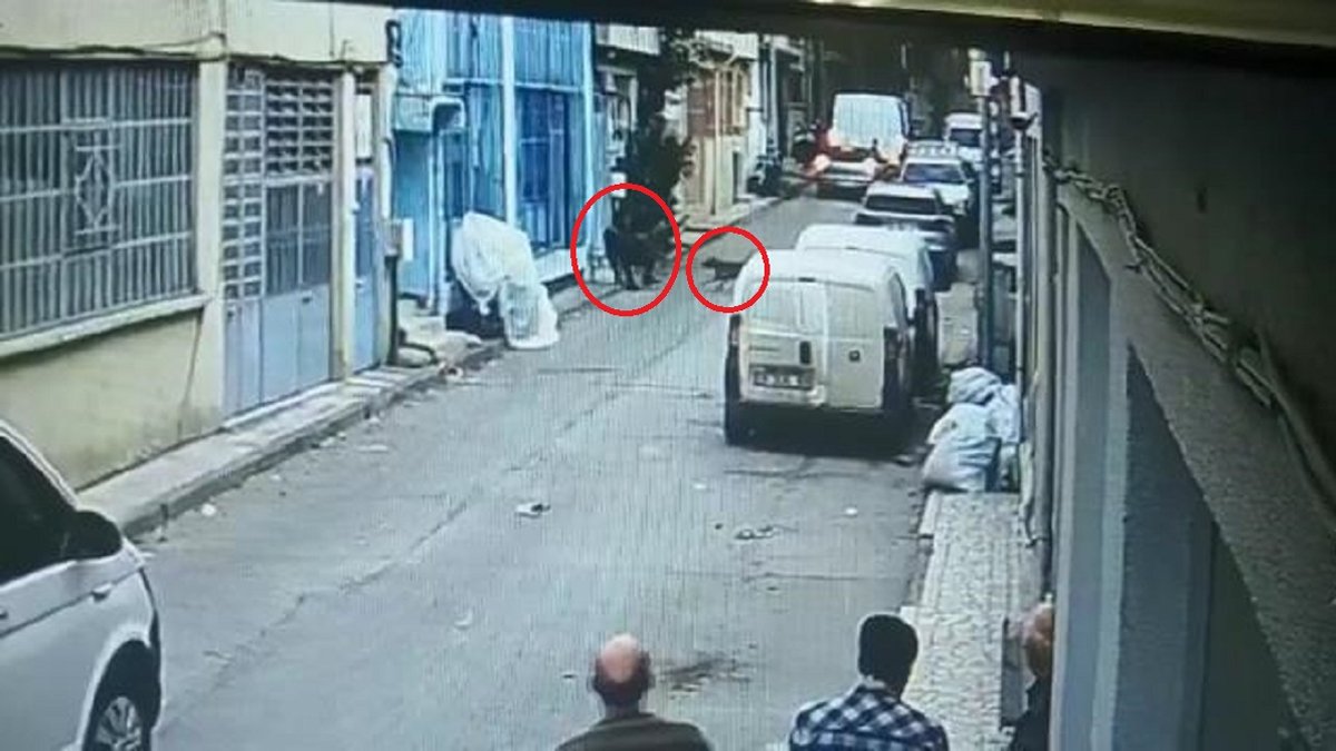 Pitbull silah sayıldı, sahiplerine hapis cezası istendi