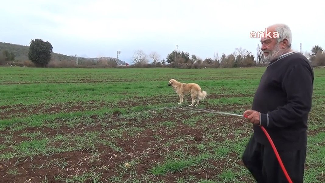 Kıtlık tehlikesi kapıda: Kuraklıkla mücadele eden çiftçi tarlasını hortumla suluyor