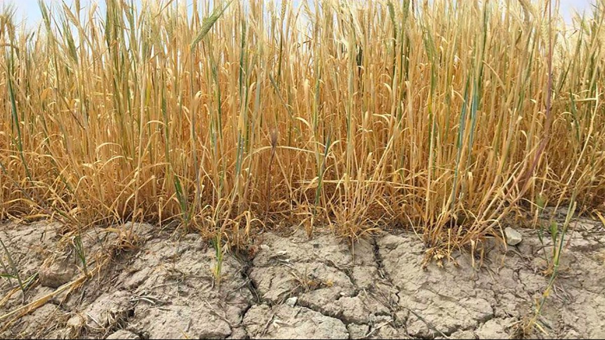 Türkiye'yi bekleyen büyük tehlike: Tahıl krizi kapıda