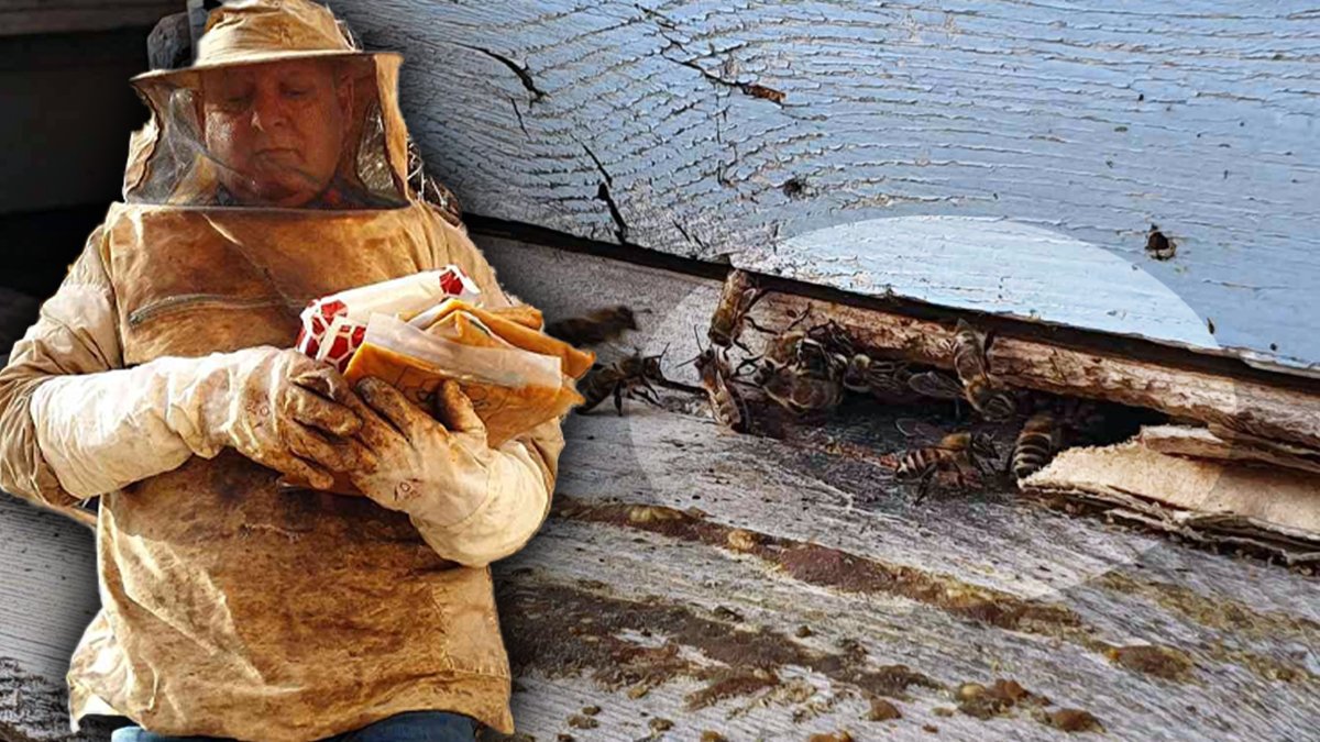 Kış doğayı uyutmadı! Arıcılar endişeli: En son Çernobil'de böyle bir şey yaşandı