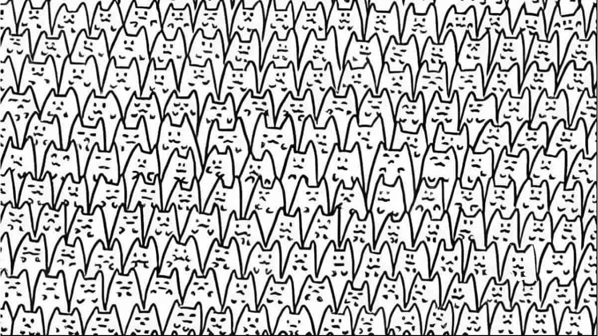 Kedilerin arasında saklanan Batman'ı kimse bulamıyor! Sadece IQ'su 140'ın üzerinde olanlar 7 saniyede bulabiliyor!