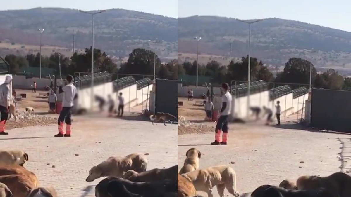 Konya'daki köpek katliamına verilen 'pişmanlık' indirimine savcılık itirazı