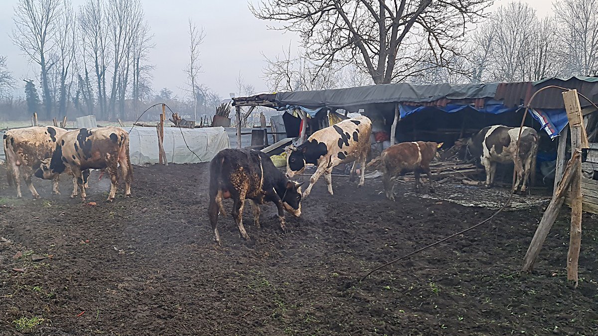 Ahırda can pazarı... Hayvanlar yanmaktan son anda kurtarıldı