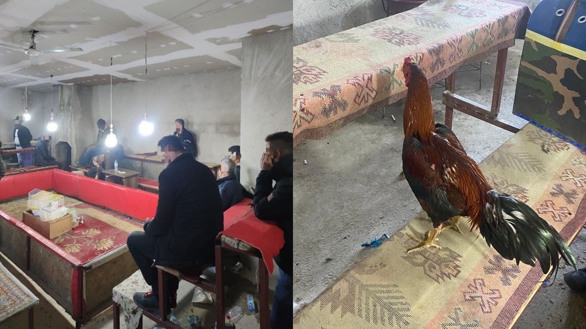 Hayvanları Koruma Derneği'ne 'horoz dövüşü' baskını