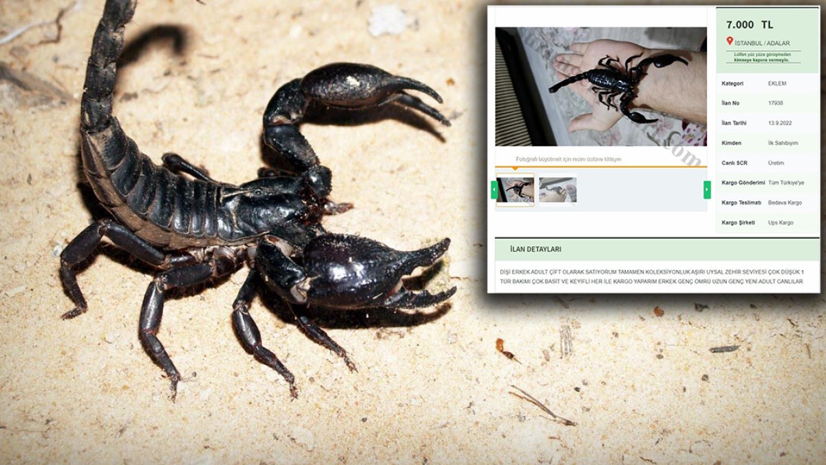 Türkiye'de yasak olmasına rağmen satışta! Birkaç damlası servet değerinde