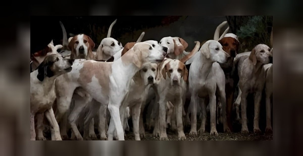 Sadece şahin gibi gözleri olanlar köpeklerin arasındaki kaplanı bulabilir! Üstün zekalılar 7 saniyede hemen fark ediyor!