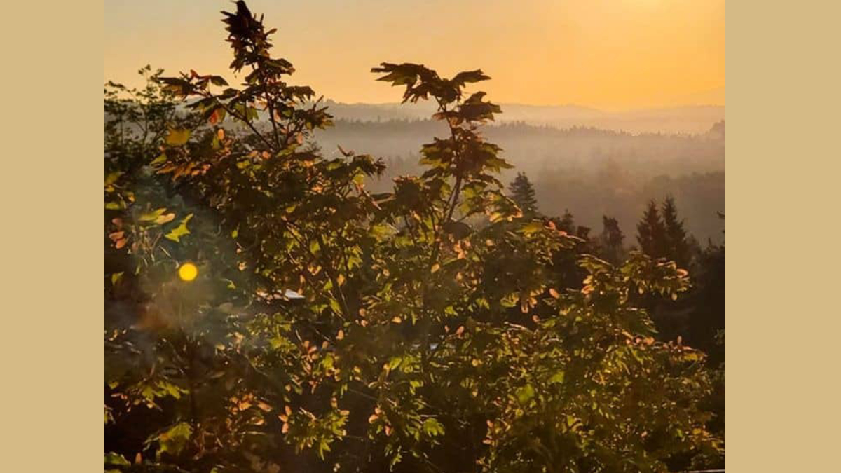 Sadece kartal gözlü insanlar ağaçtaki gizli kuşu bulabiliyor! 4 saniyede bulanların IQ'su 150 çıkıyor!