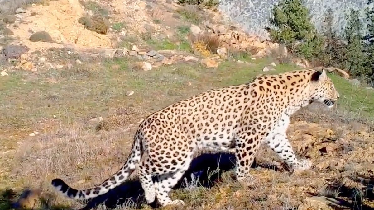 En son 1974'te görülmüştü: Anadolu leoparı iki bölgede yeniden görüntülendi