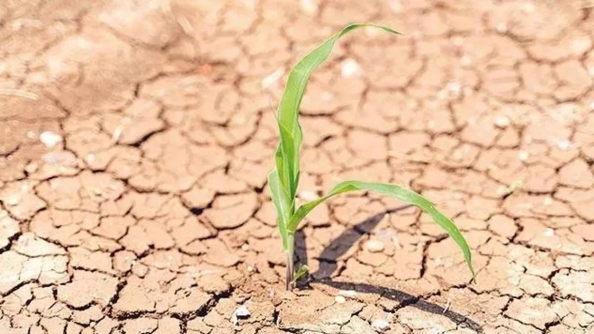 Tarlasını kuraklık vuran çiftçiye dev destek! TARSİM kuraklık için sigorta primi ödeyecek, işte ödenecek tutarlar