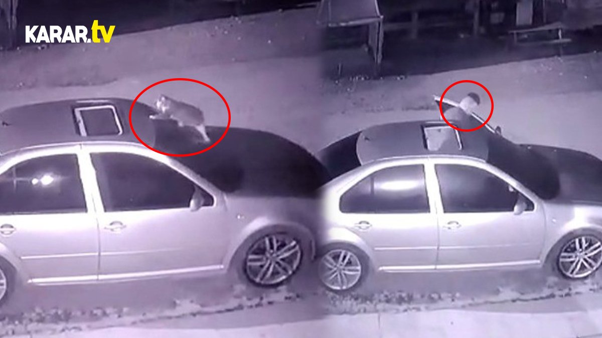 Aracın açılır tavanından içeri giren kedi aracın sahibiyle karşılaştı!