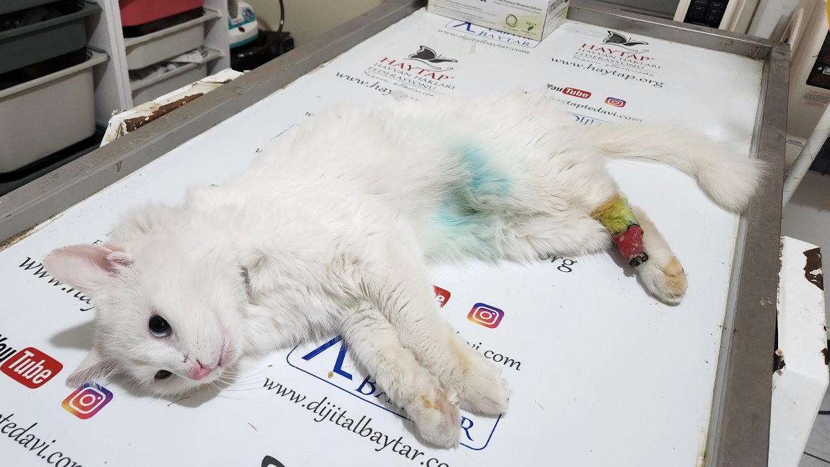 Osmaniye'de vicdanları sızlatan olay: Kedi vahşetinde 'büyü' şüphesi