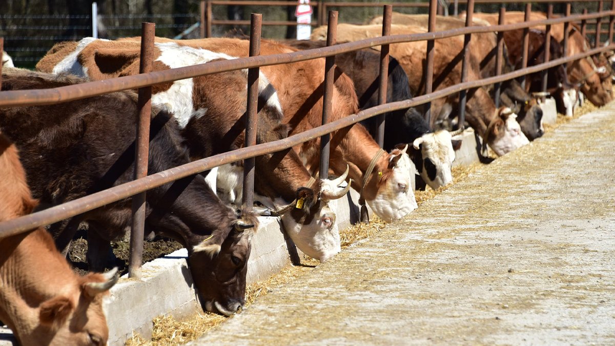Et zammını durdurmak için ithalat artışı: 'Yerli ve milli olanlar önce maliyetleri düşürsün'