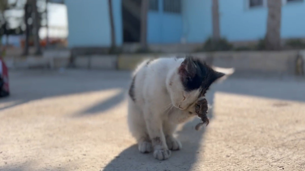 Yaralanan yavru kedi hastanenin acil servisine gitti