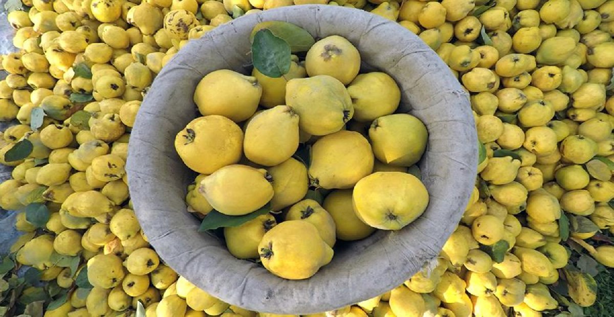 Gribi nezleyi şıp diye kesiyor! Bağışıklık sistemini bomba gibi yapacak: Bu yöntemi mutlaka uygulayın