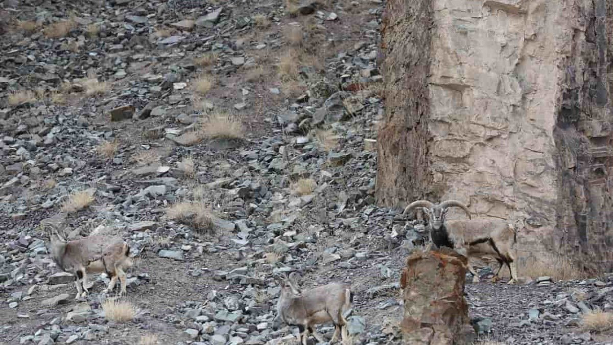 Resimdeki leoparı kimse göremiyor! Sadece şahin gözlü olanlar 9 saniyede gizli leoparı bulabiliyor!