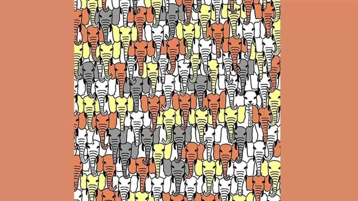 Fillerin arasındaki pandayı sadece yüksek beyin gücüne sahip olanlar bulabiliyor! 7 saniyede bulabilir misin?