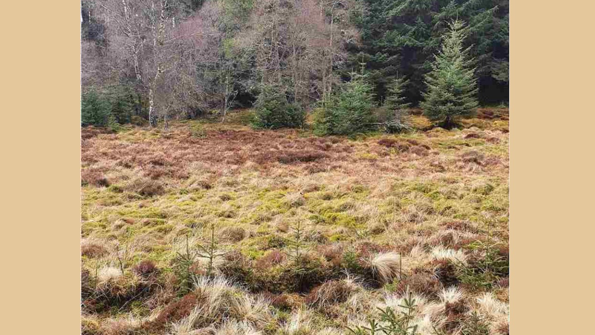 Resimdeki köpeği kimse göremiyor! Yalnızca IQ'su 160'ın üstünde olanlar 11 saniyede bulabiliyor!