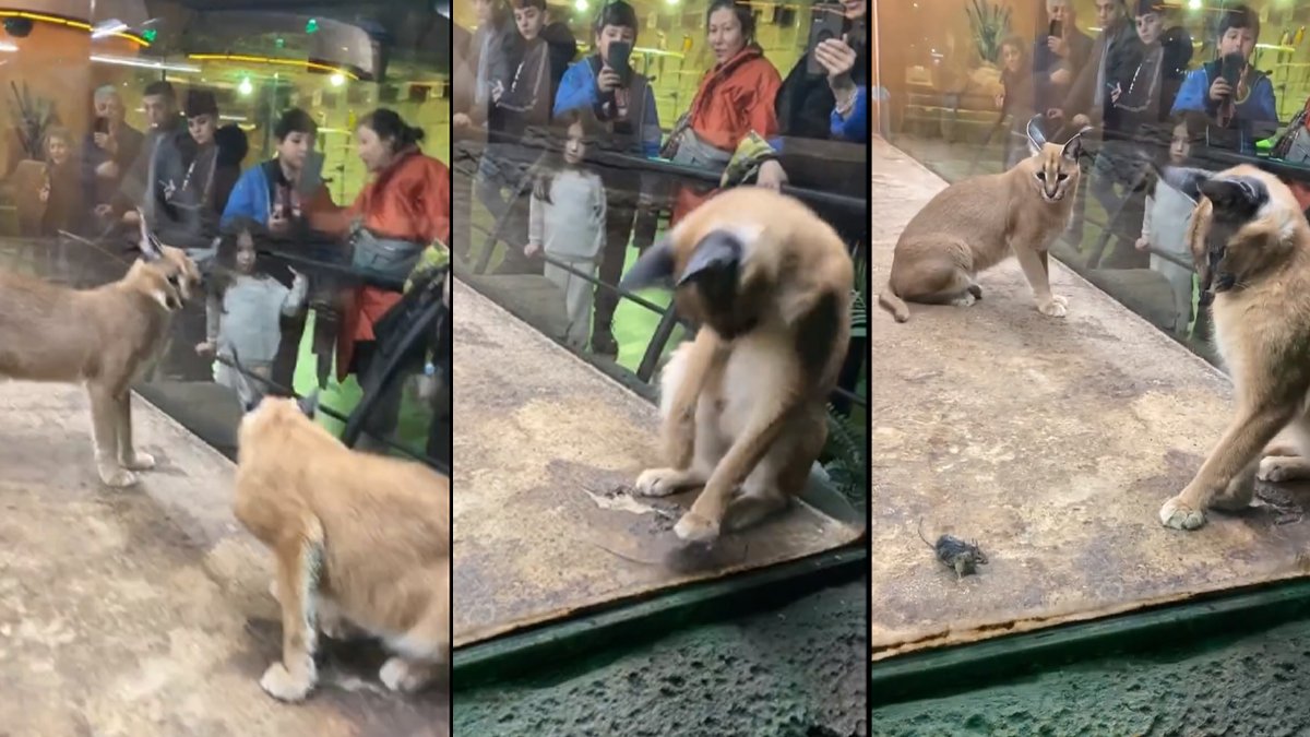 Yine aynı AVM yine hayvan sömürüsü! İki vaşağın ortasına fareyi bıraktılar: Bu saçmalığı derhal durdurun