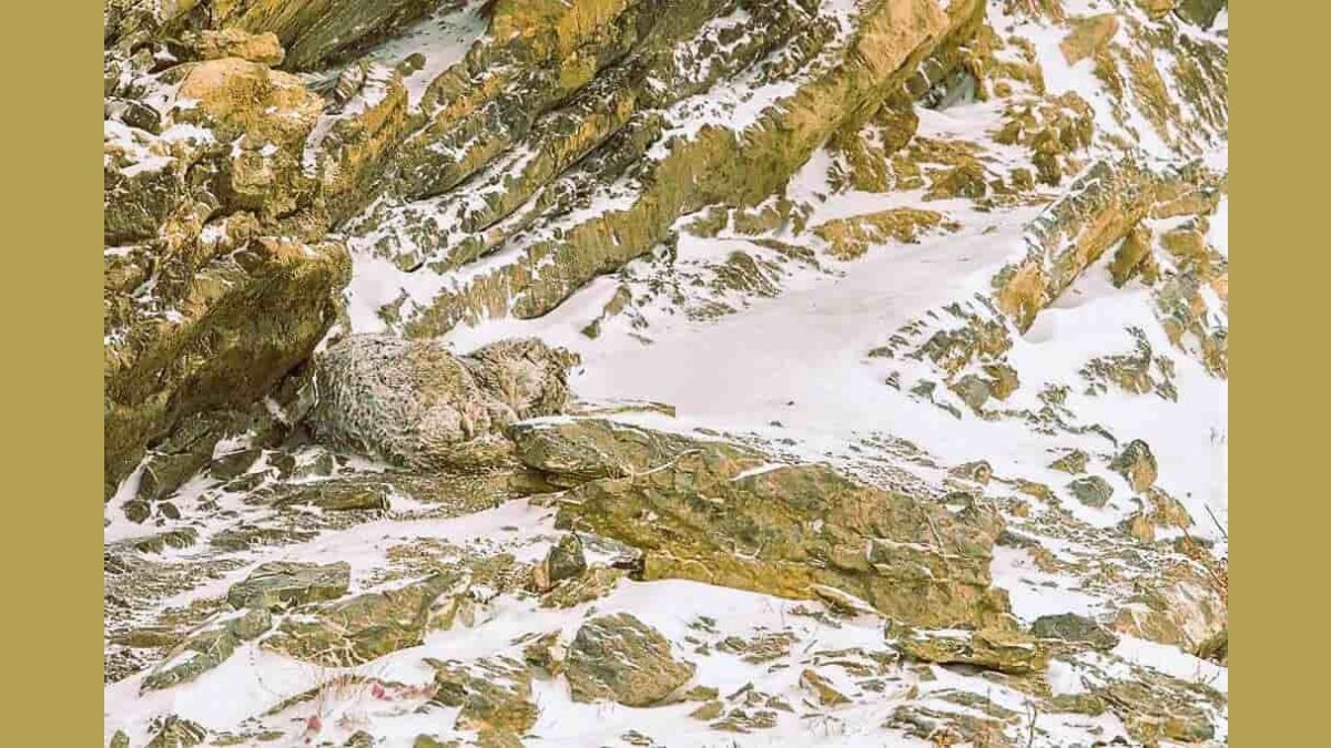 Fotoğraftaki leoparı kimse bulamıyor! İşte en gerçek optik test... Herkesin gözü önünde ama...