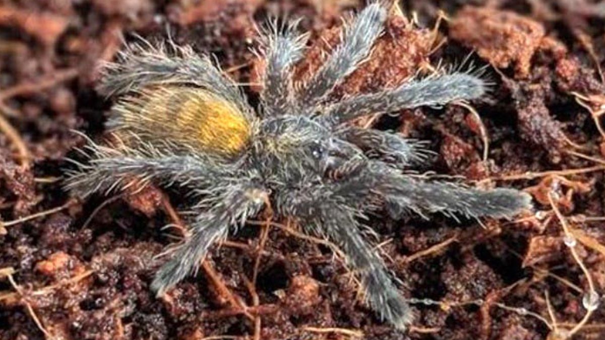 Dünyanın en zehirlilerinden! 26 bin lira cezası olmasına rağmen...