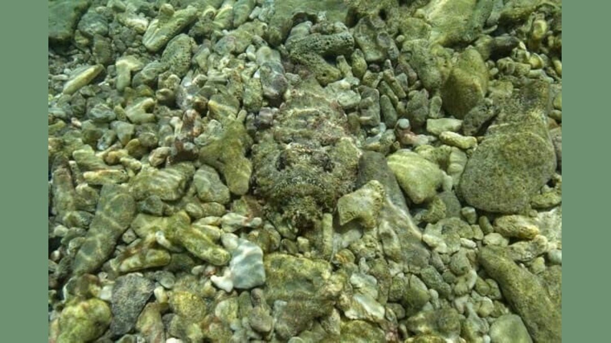 Sadece şahin gözlü olanlar resimdeki balığı görebiliyor! 5 saniye içinde bulanların IQ'su yüksek çıkıyor!