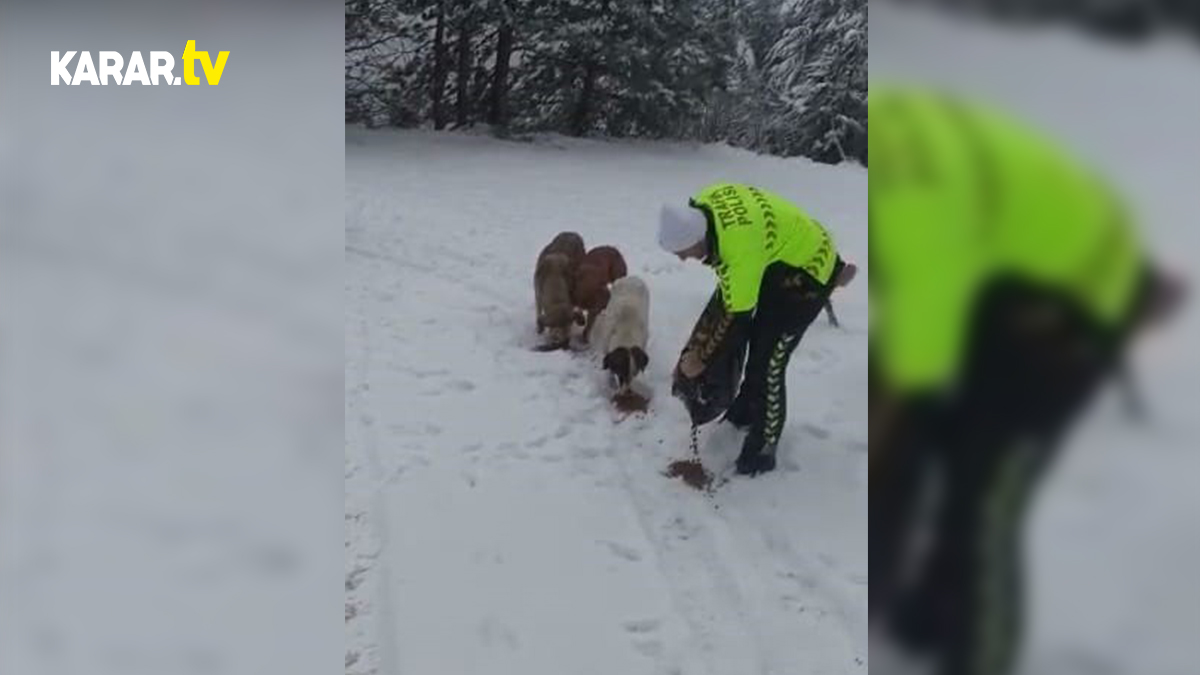 Devriye gezen polis ekiplerinden soğukta yiyecek arayan köpeklere mama desteği