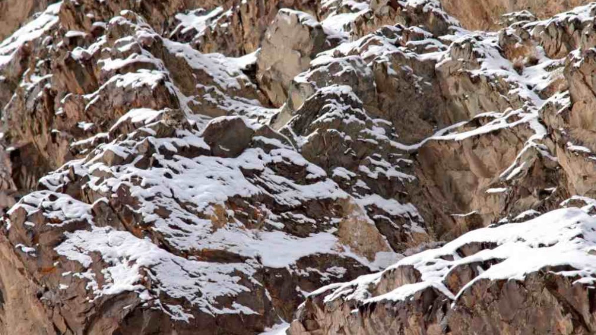 Resimde gizli bir leopar var! Kimse 8 saniyede bulamadı! Bulanların IQ'su en az 150 çıkıyor