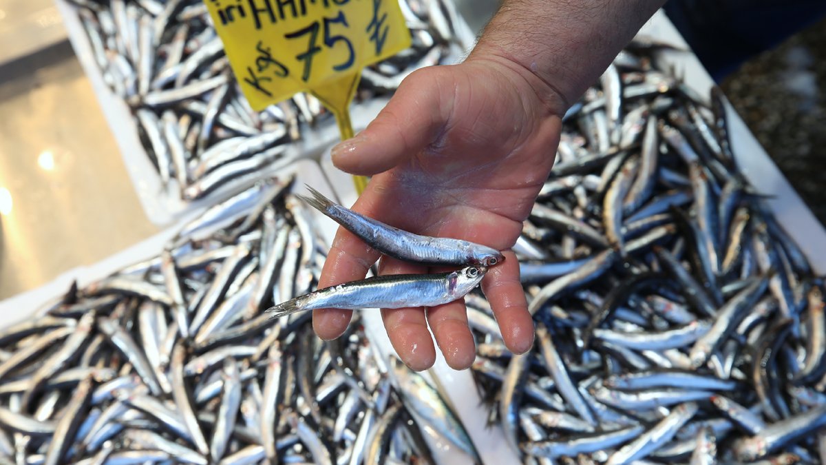 Hamsinin kilosu 75 lira oldu! 'Fiyatını kimse umursamıyor'