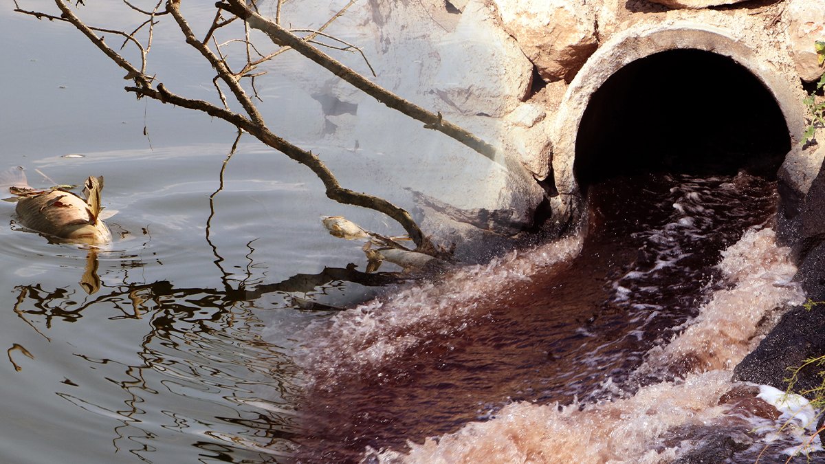 Ne arı kalmıştı ne de balık : 'Ceyhan'ı zehirleyenlere ceza yağdı