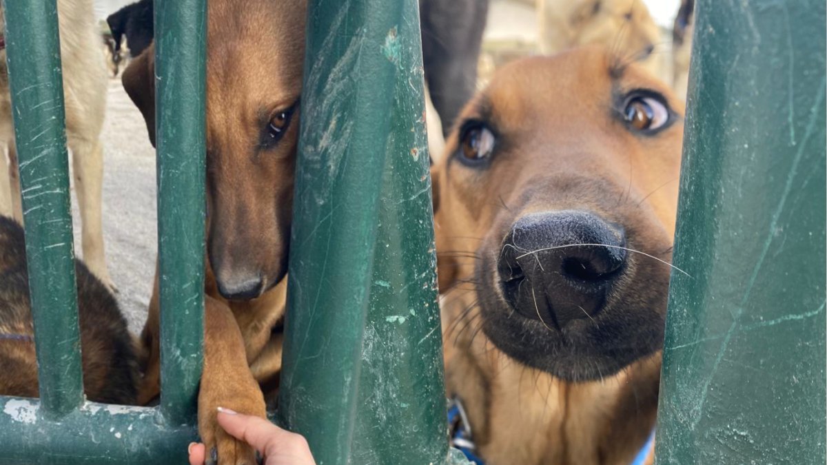 MHP'li başkan yardımcısı sokak hayvanlarını hedef aldı: İtlaf edilsinler
