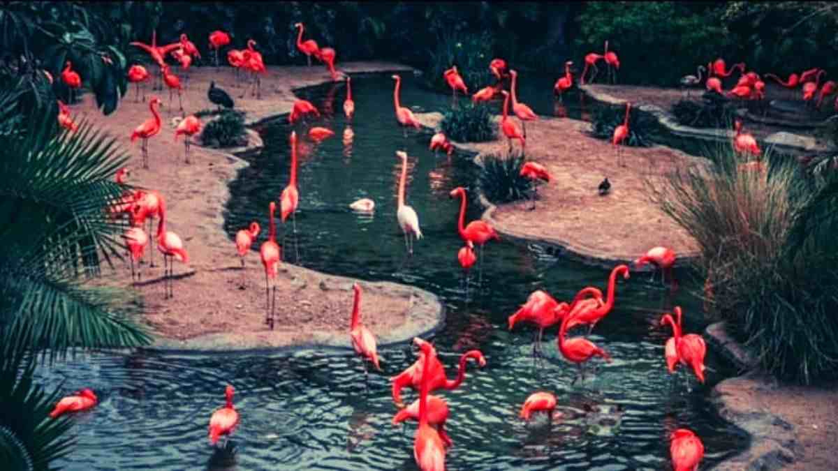 Resimdeki gizli su aygırını kimse bulamıyor! 9 saniyede bulanların IQ'su en az 160 çıkıyor!