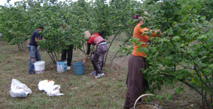 Bu sene fındığı 
Suriyeliler mi toplayacak?