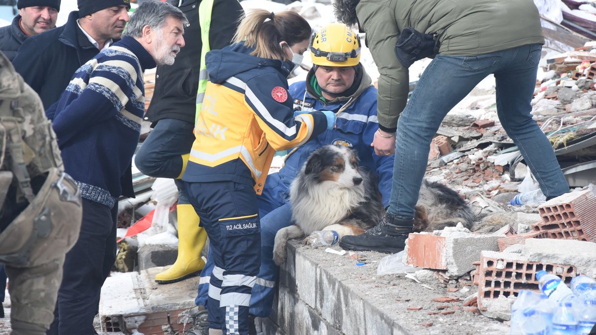Hayat kurtaran köpeğe hızlı müdahale: 'Leader'ın yaralarını sağlıkçılar sardı