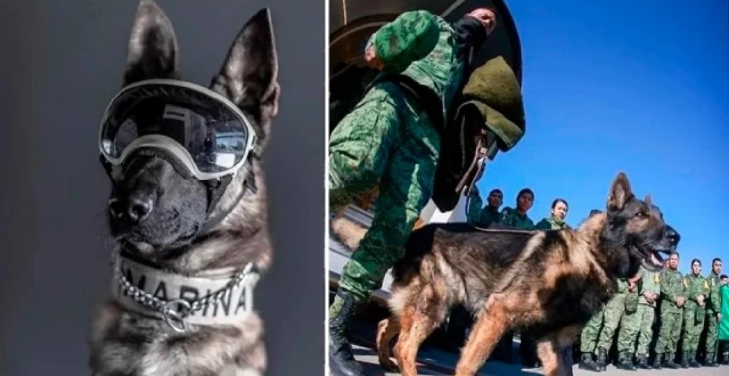 Meksika'dan gelen arama kurtarma köpeği Proteo'nun ölüm nedeni belli oldu! Enkazdan onlarca canı kurtarmıştı!