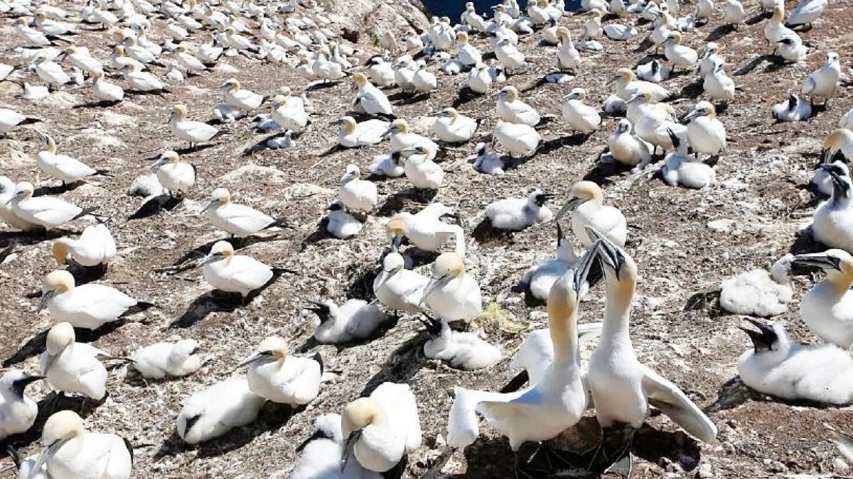 Kuş gribi kıtaları aştı