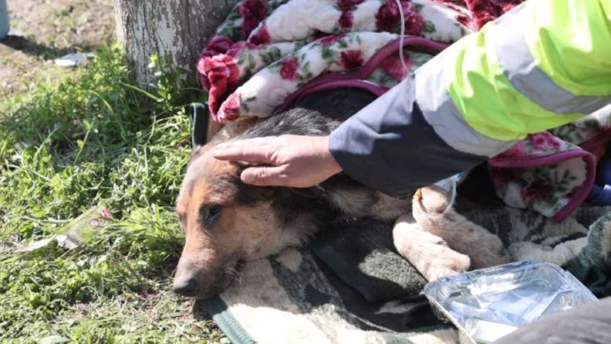 Hayvan dostlarımız hala enkaz altında... Gönüllüler devleti yanında istiyor
