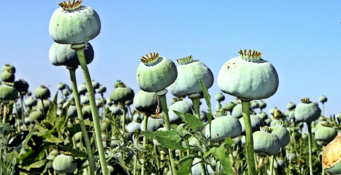 Haşhaşta Hazine'nin de görüşü alınacak