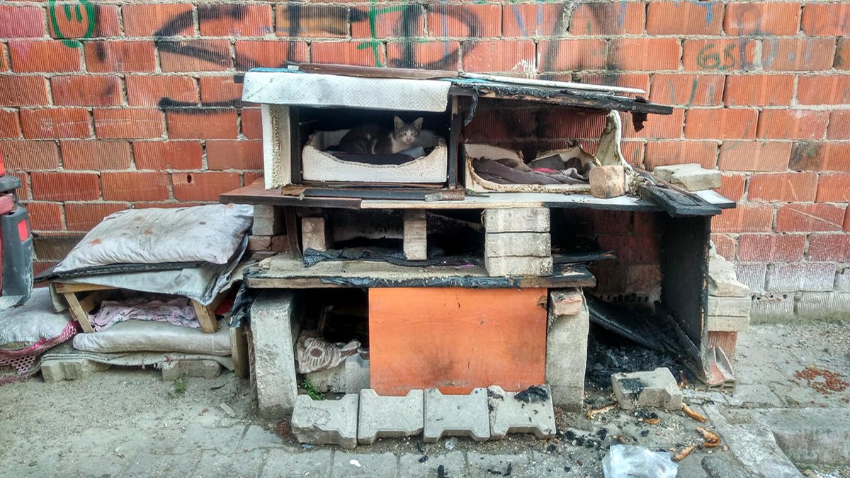 Hayvan nefreti bitmiyor! Sokak kedilerinin kulübelerini ateşe verdi