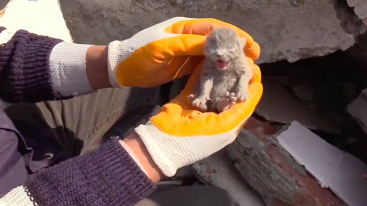 Yıkılan binada mahsur kalan 5 kedi yavrusu kurtarıldı