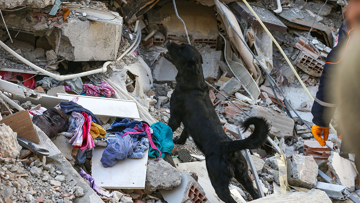 Depremi dakikalar önce hissediyorlar! Satışlar zirve yaptı: Piyasada neredeyse kalmadı!