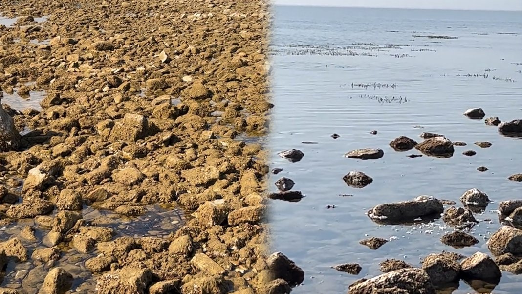 Saros Körfezi’nde deniz suyu çekildi: 10 yılın ardından bir ilk