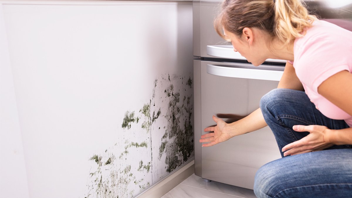 Маркет фреш поглотитель запаха и влаги для холодильника отзывы. Плесень под раковиной. Поглотитель запаха и влаги для холодильника еврохаус. Запах влаги. Market fresh поглотитель запаха.