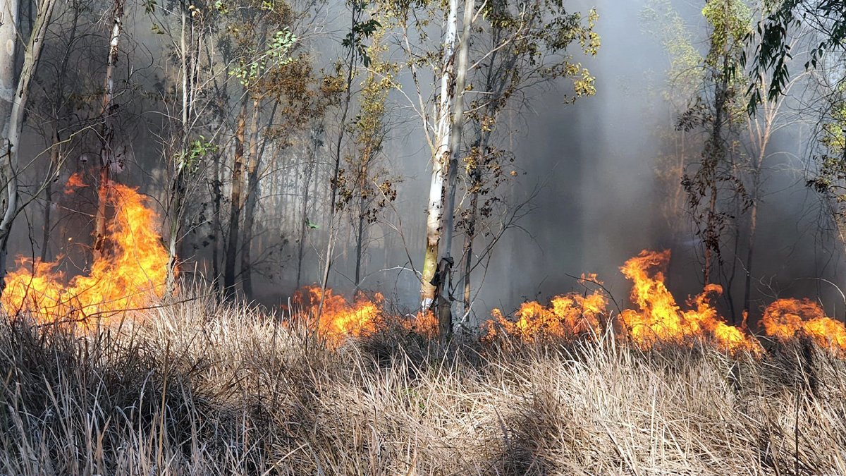 Tarsus'ta orman yangını